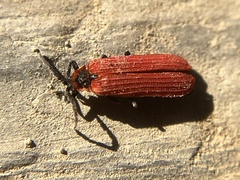 Dictyoptera aurora