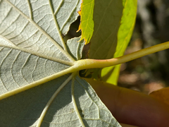 Tilia platyphyllos