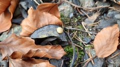 Euura pedunculi