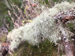 Usnea florida