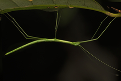 Sipyloidea rentzi