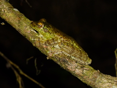 Itapotihyla langsdorffii