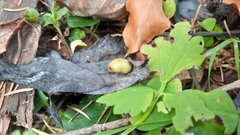 Euura pedunculi