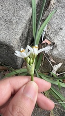 Nothoscordum gracile
