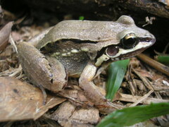 Leptodactylus elenae