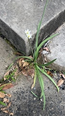 Nothoscordum gracile