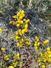 Acacia pulchella