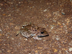 Leptodactylus fuscus