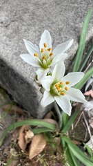 Nothoscordum gracile