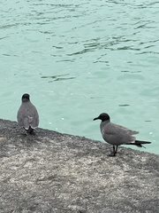 Leucophaeus fuliginosus