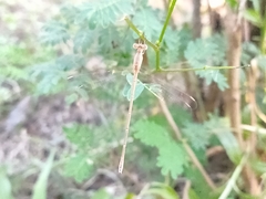 Lestes concinnus