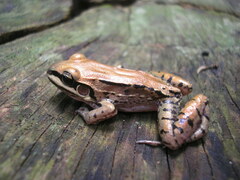 Leptodactylus mystacinus