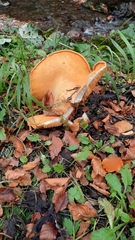 Cystoderma aureum