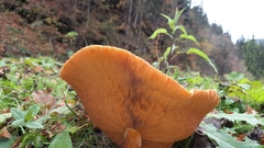 Cystoderma aureum
