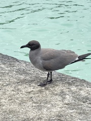 Leucophaeus fuliginosus