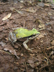 Physalaemus cuvieri