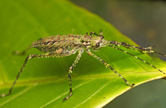 Phricta spinosa