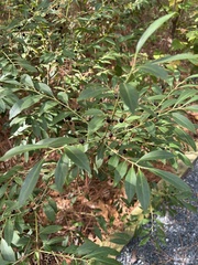 Ilex glabra