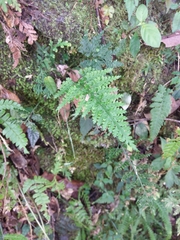 Asplenium ritoense