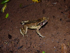 Rhinella ornata