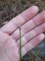 Eleocharis palustris