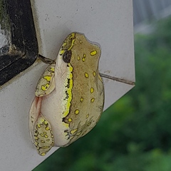 Hyperolius marmoratus