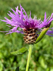 Centaurea jacea jacea