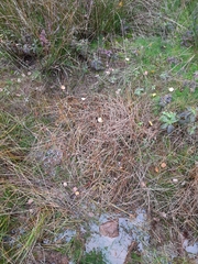 Eleocharis palustris