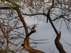 Halcyon leucocephala
