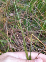 Eleocharis palustris