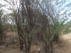 Prosopis juliflora