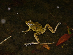 Scinax fuscovarius