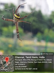 Argiope anasuja