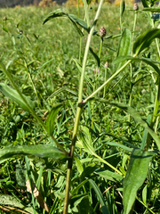 Centaurea jacea jacea
