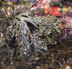 Xiphophora chondrophylla