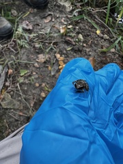 Eleutherodactylus campi