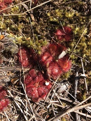 Drosera cuneifolia