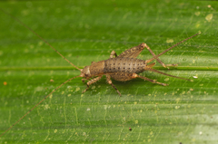 Mogoplistidae