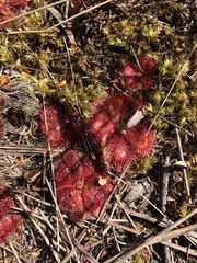 Drosera cuneifolia
