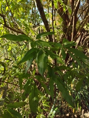 Vitex agnus-castus