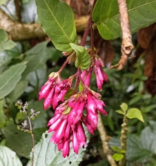 Cestrum elegans