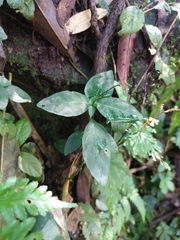 Codonacanthus pauciflorus
