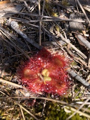 Drosera cuneifolia