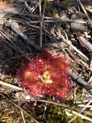 Drosera cuneifolia