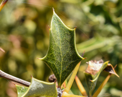 Berberis chilensis