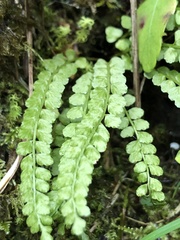 Asplenium viride