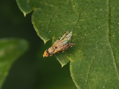 Campiglossa sororcula