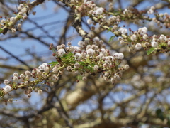 Vachellia xanthophloea