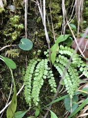 Asplenium viride image