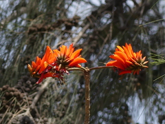 Erythrina lysistemon